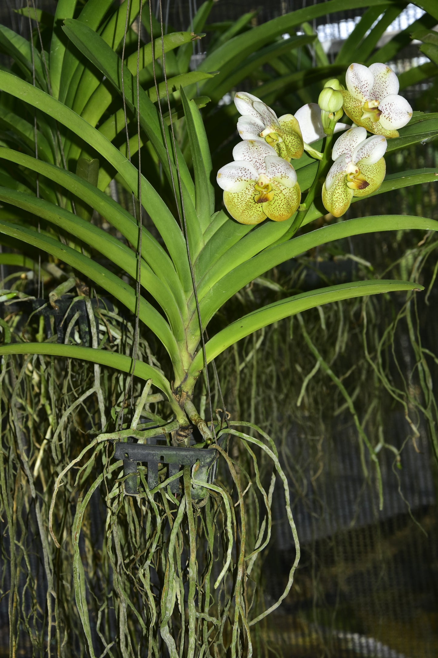 Spotted Nephron Gold