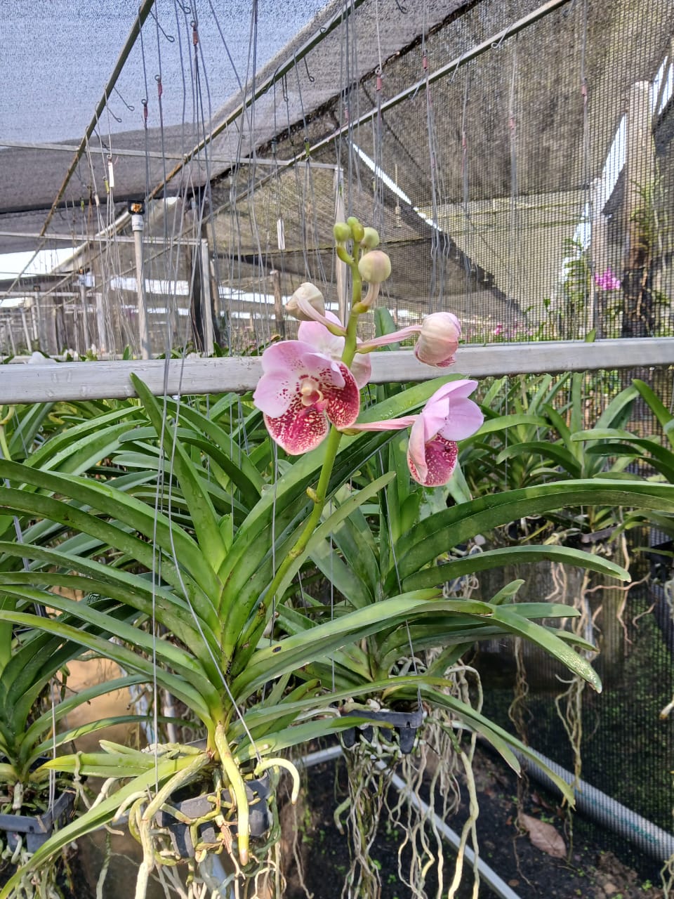 Spotted Two Tone Pink