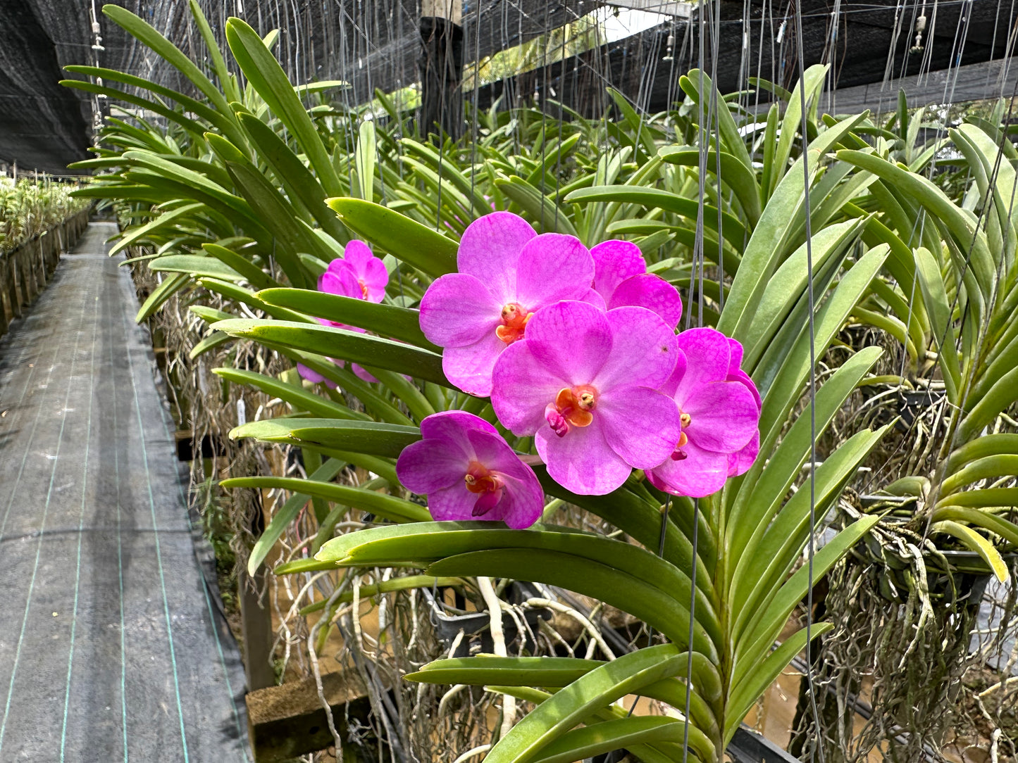 Marrisa Little Dolls