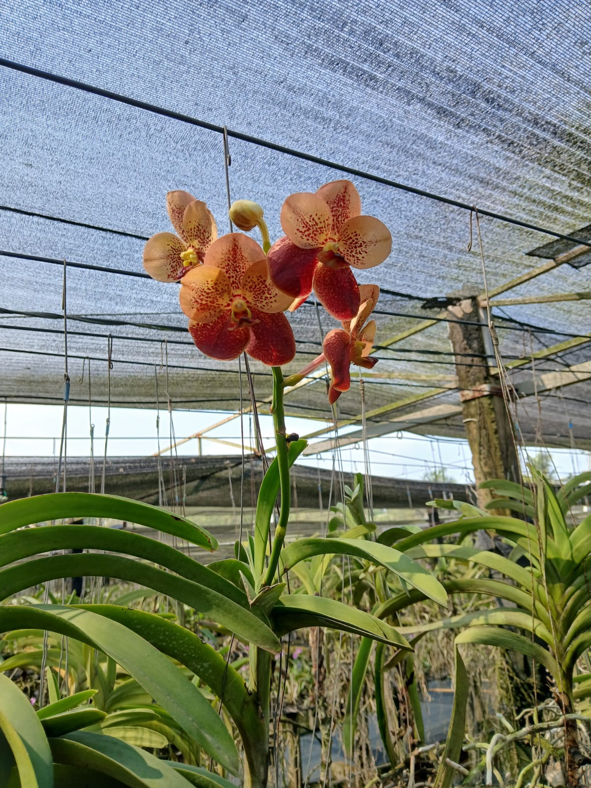 Spotted Two Tone Maroon