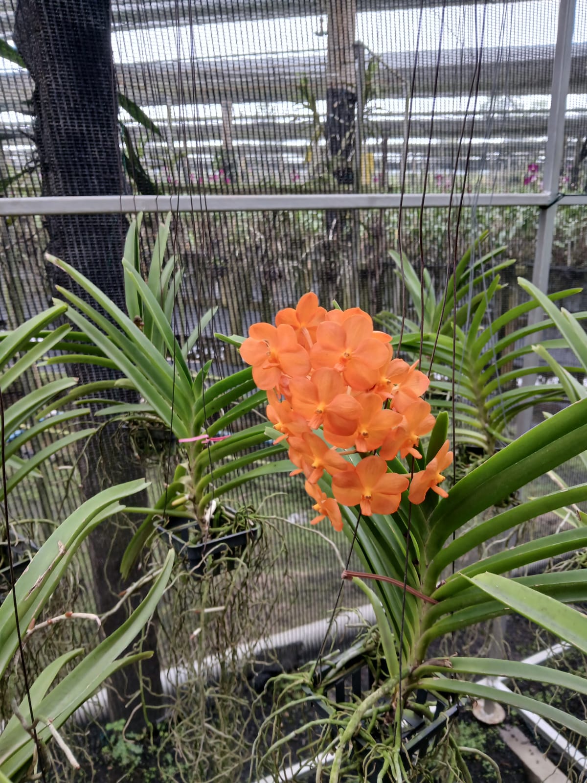 Orange Mini Vanda