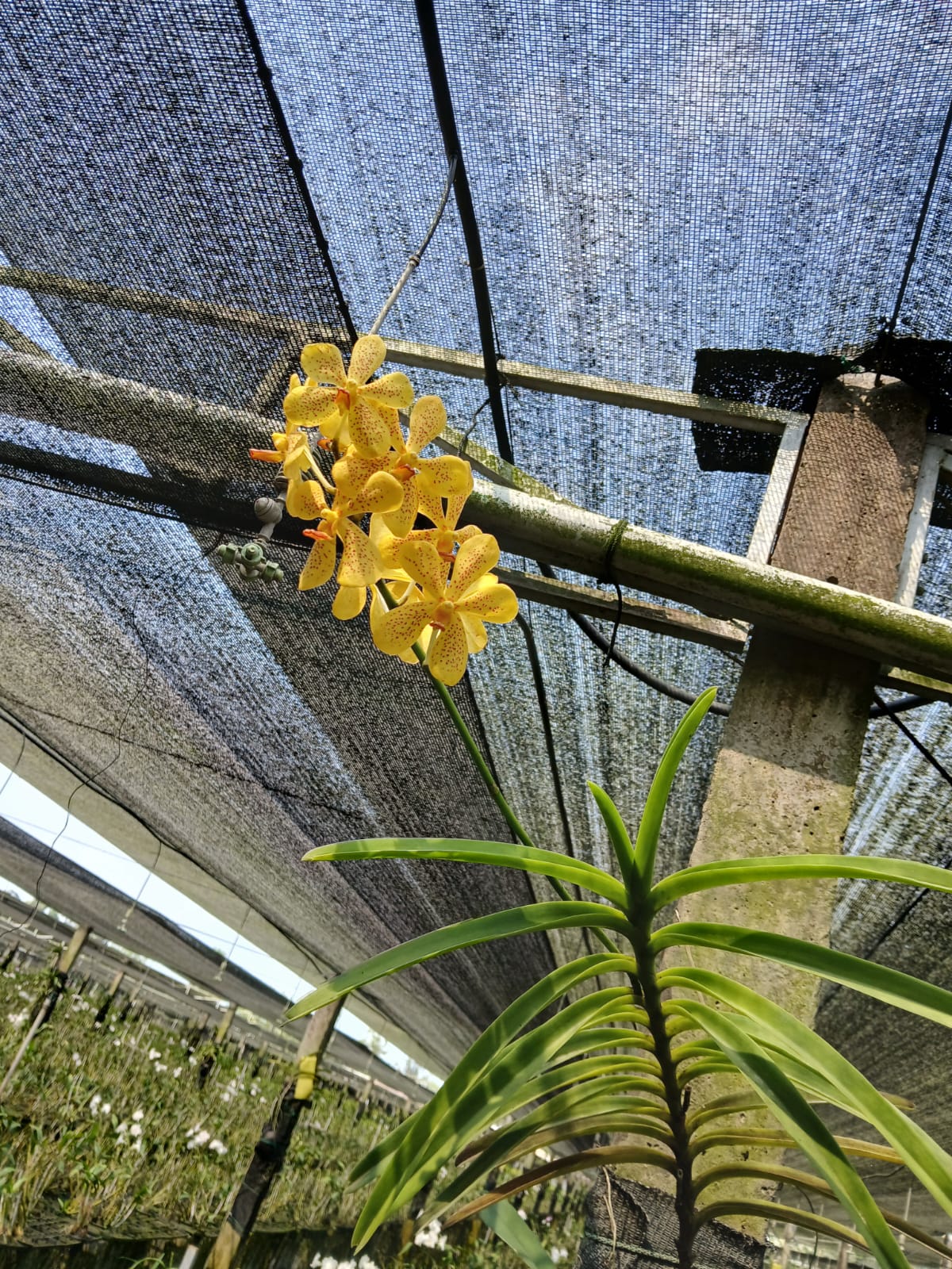 Spotted Yellow