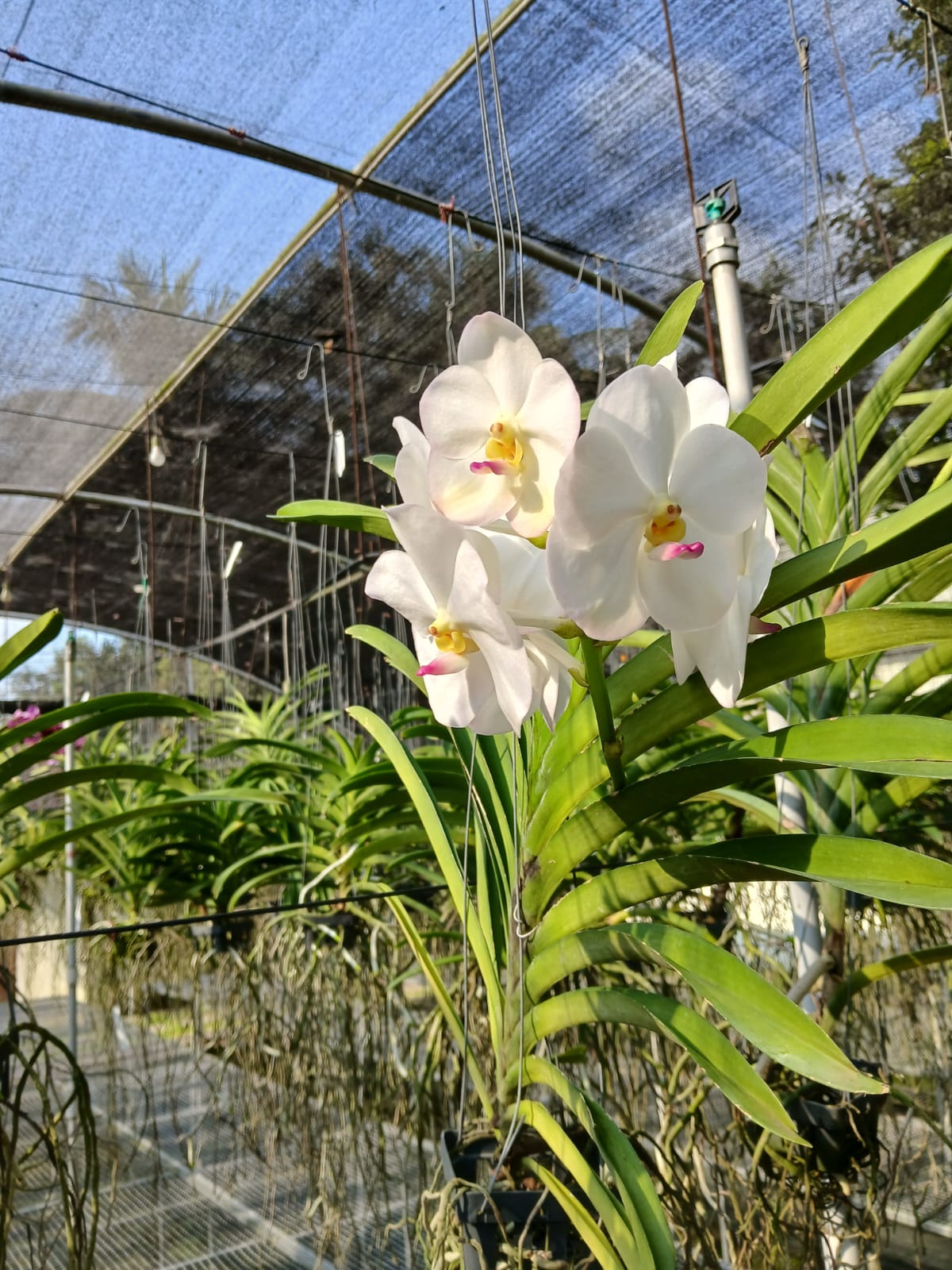 Nephron White Diamond