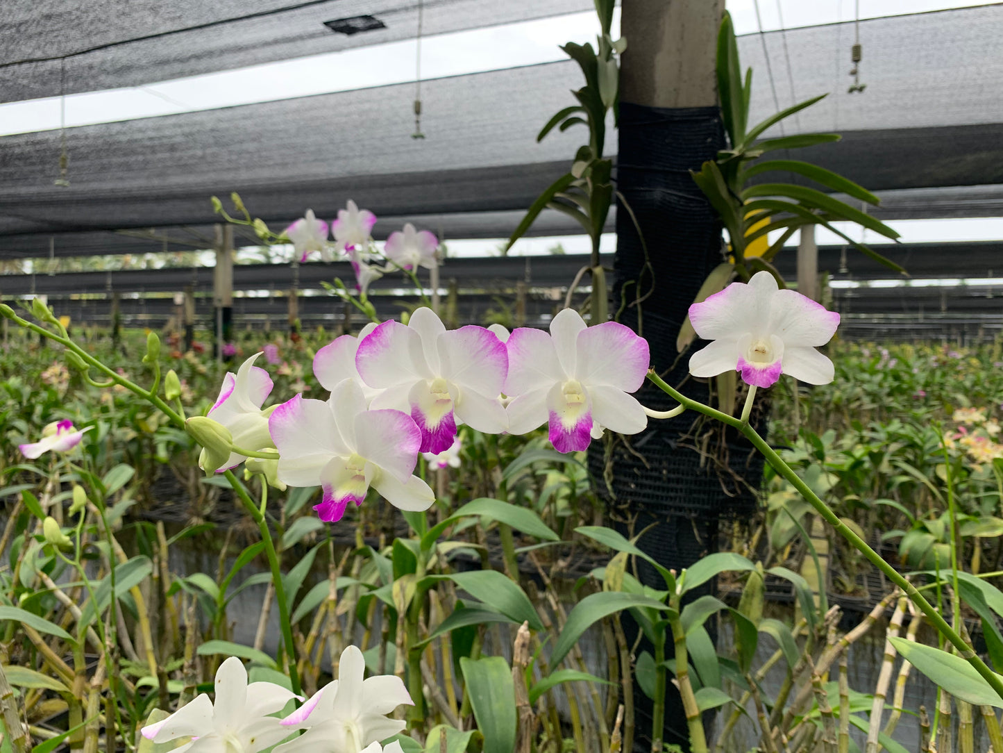 Airy Diamond