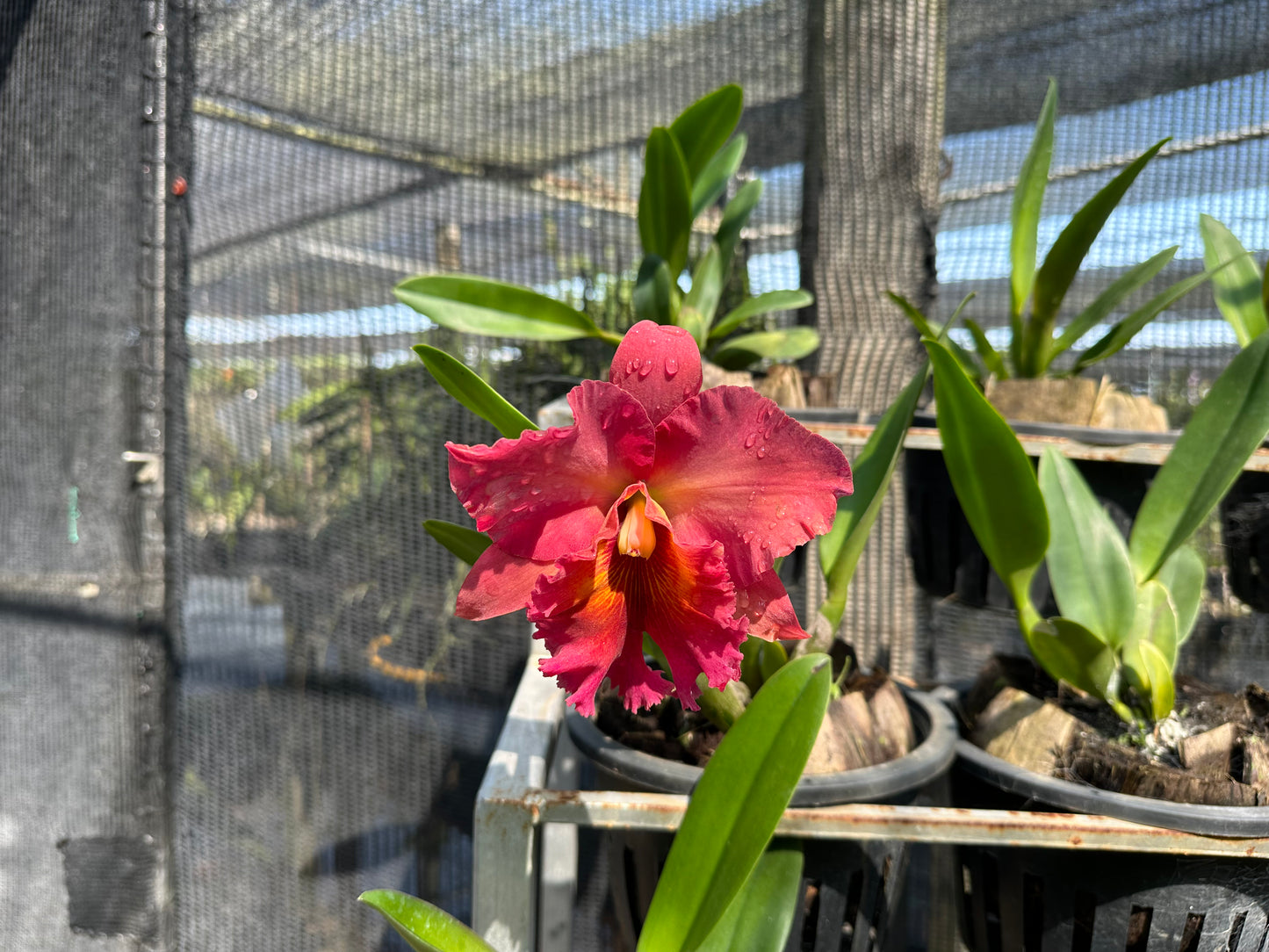 Tainan Cattleya