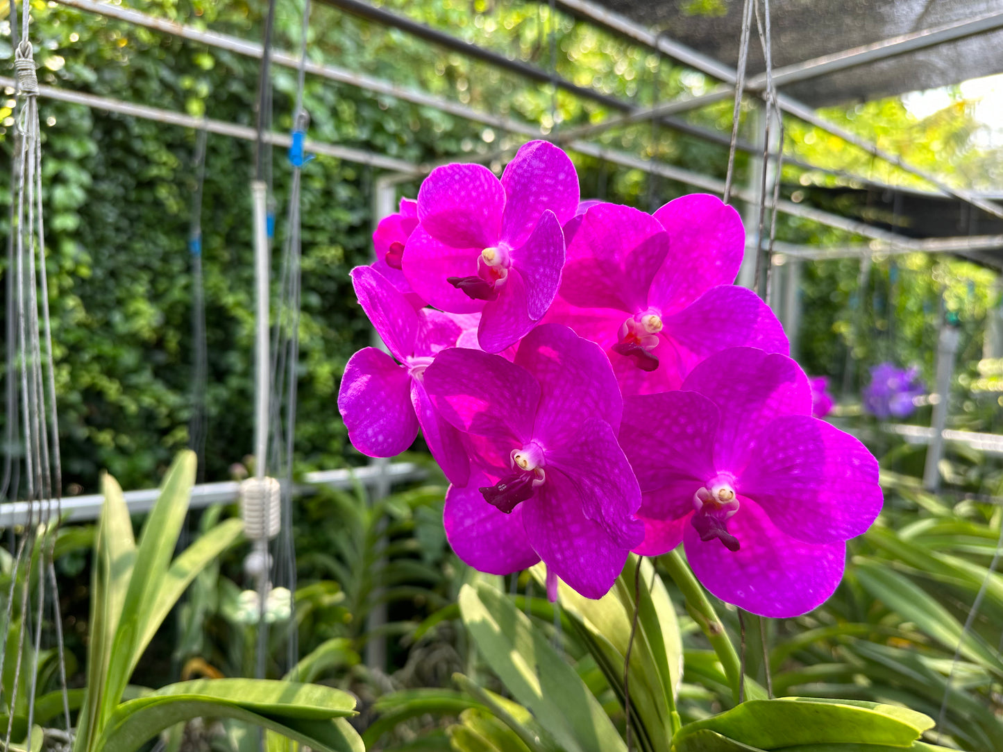 Pink Vanda