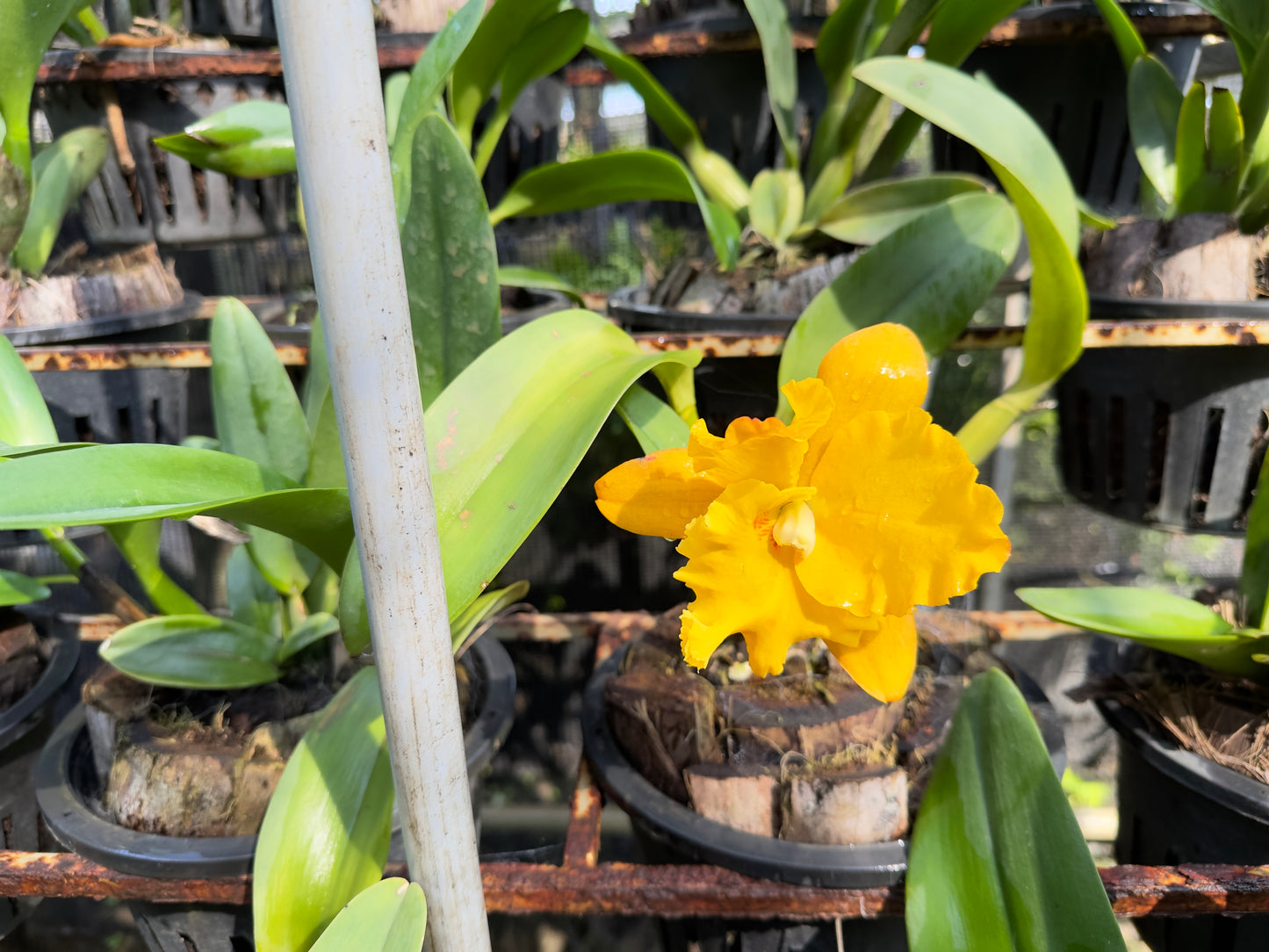 Yellow Cattleya