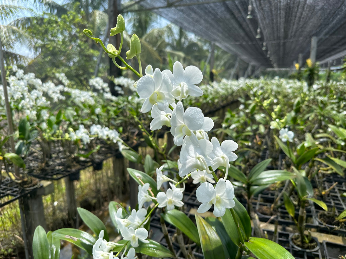 White Dendrobium
