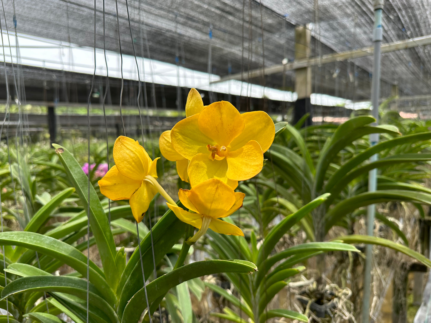 Yellow Vanda