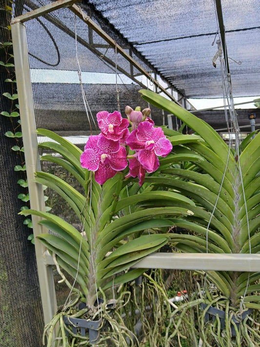 Spotted Pink