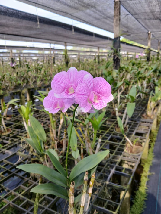 Big Pink