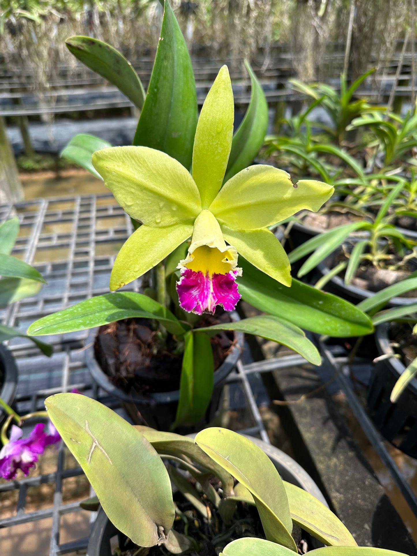 Green Cattleya